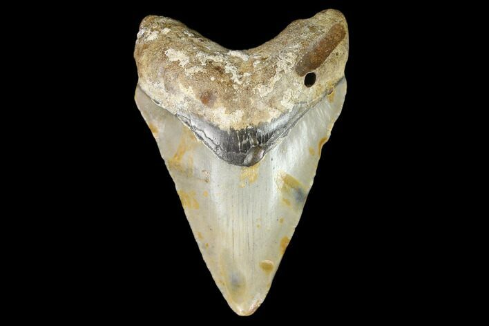 3.37" Fossil Megalodon Tooth - North Carolina